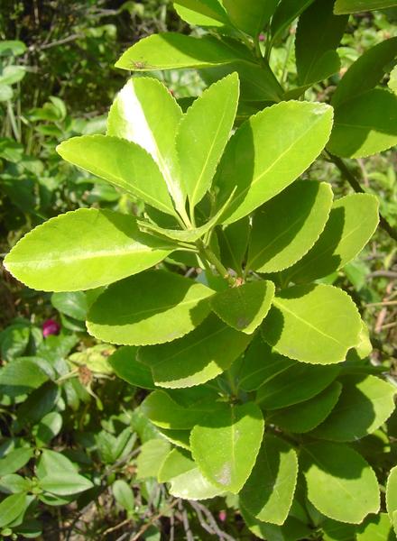 راهنمای نگهداری و پرورش گل و گیاهان زینتی - شمشاد رسمی